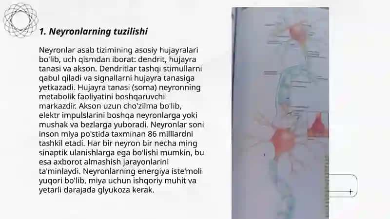 Neyronlar va glial hujayralar tuzilishi 3