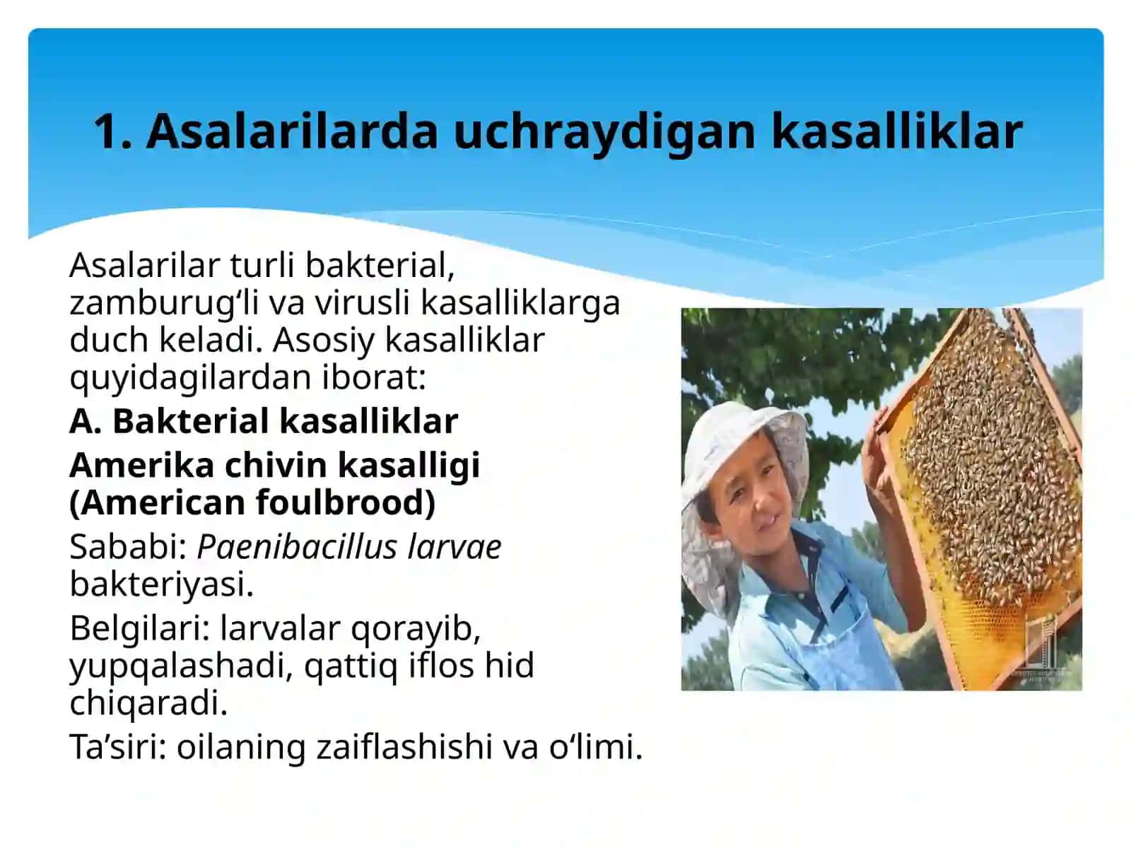 Mavzu: Asalarilarda uchraydigan kasalliklar va zararkunandalardan muhofaza qilish choralari 3
