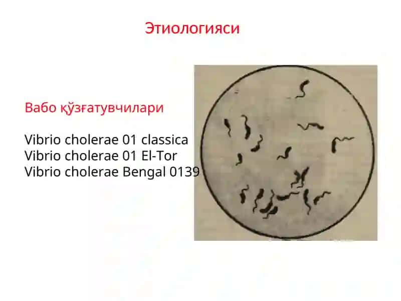 VABO (cholera) 3