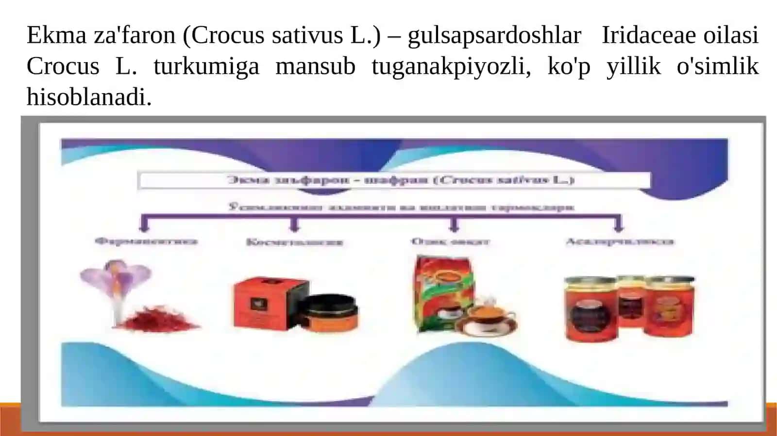 ZIRAVOR O‘SIMLIKLARNI YETISHTIRISH TEXNOLOGIYASI (Ekma za'faron) 3
