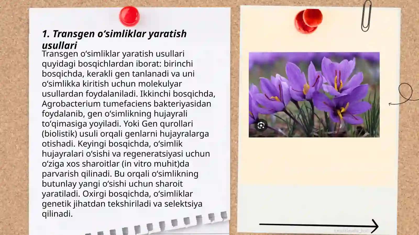 Gen muxandisligi yordamida transgen oʻsimliklar olish 3