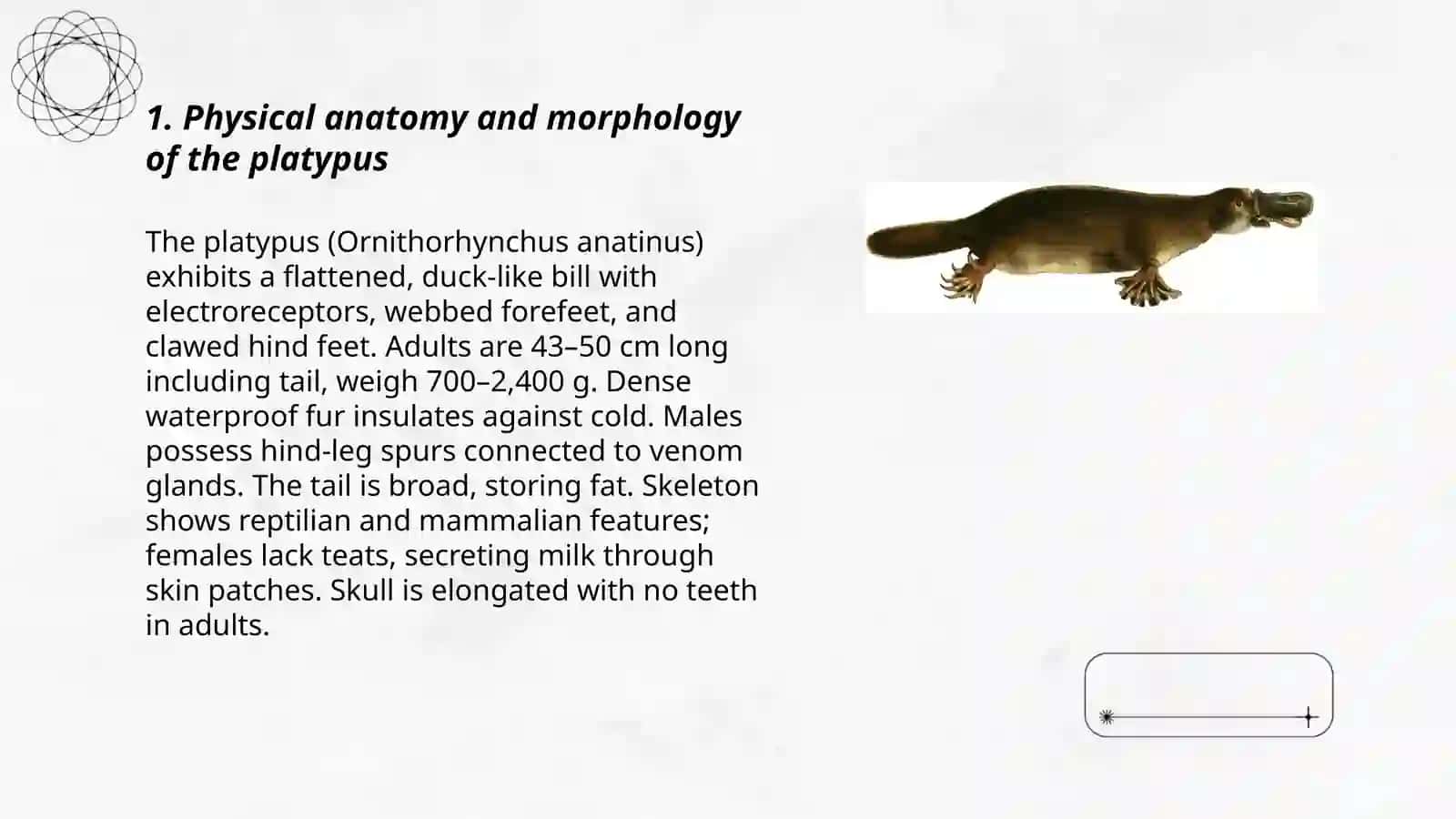 Platypus 3