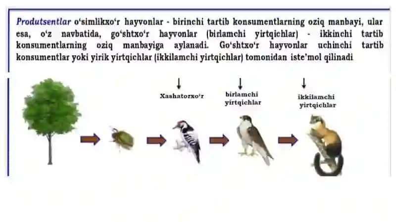 Oziq zanjiri va ekologik piramida boʻyicha masala mashq 3