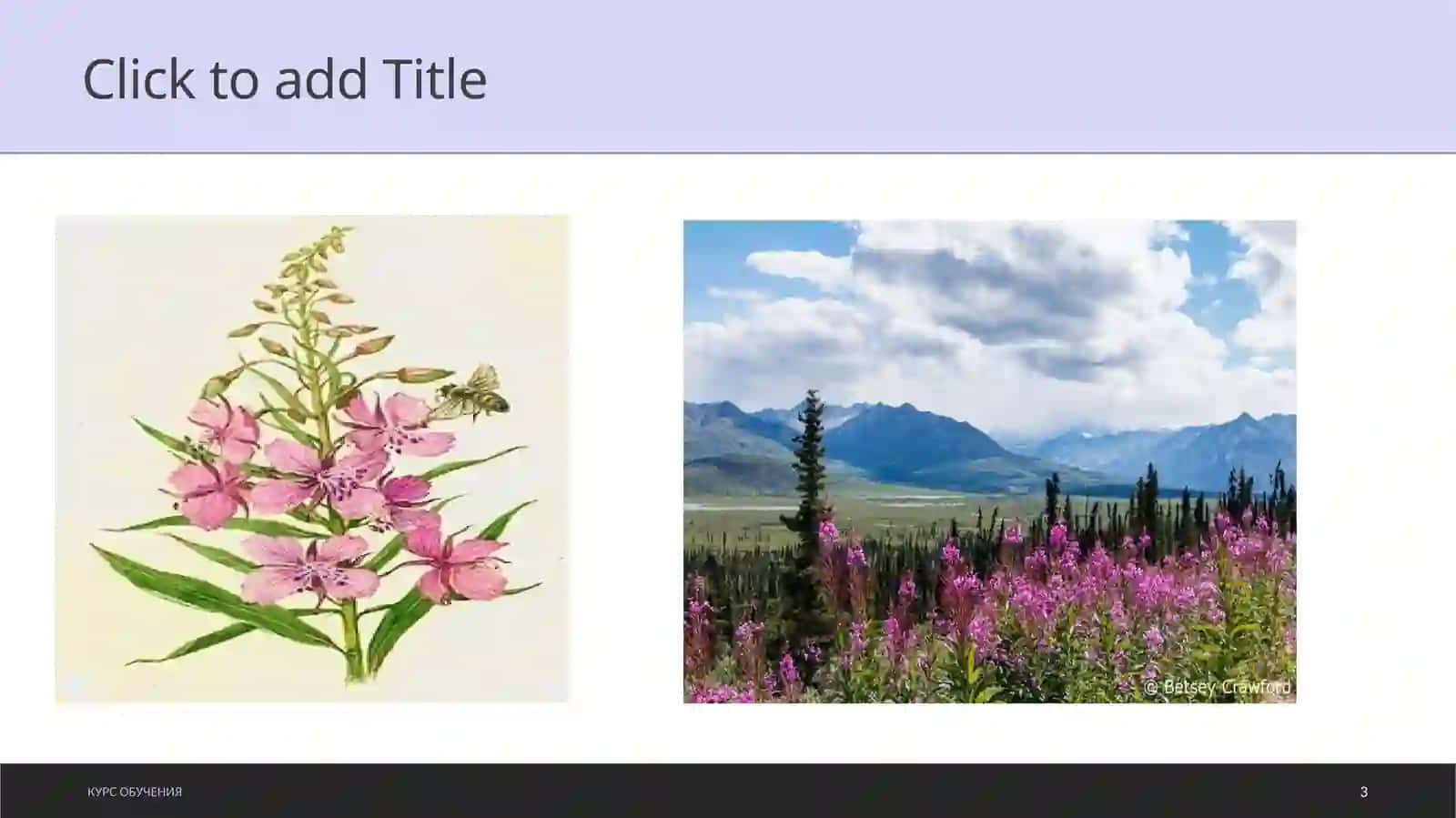Chaqmoqgul (Fireweed) dorivorligi va yetishtirish texnologiyasi 3