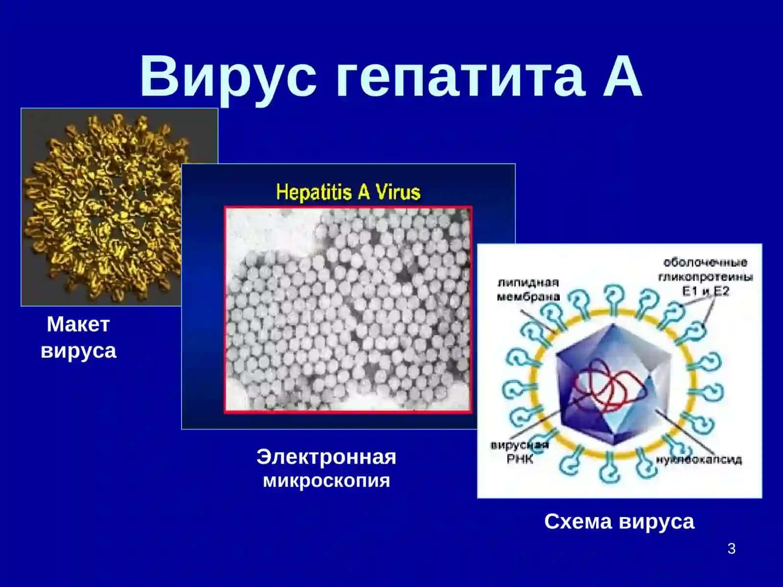 Вирус гепатита А 3