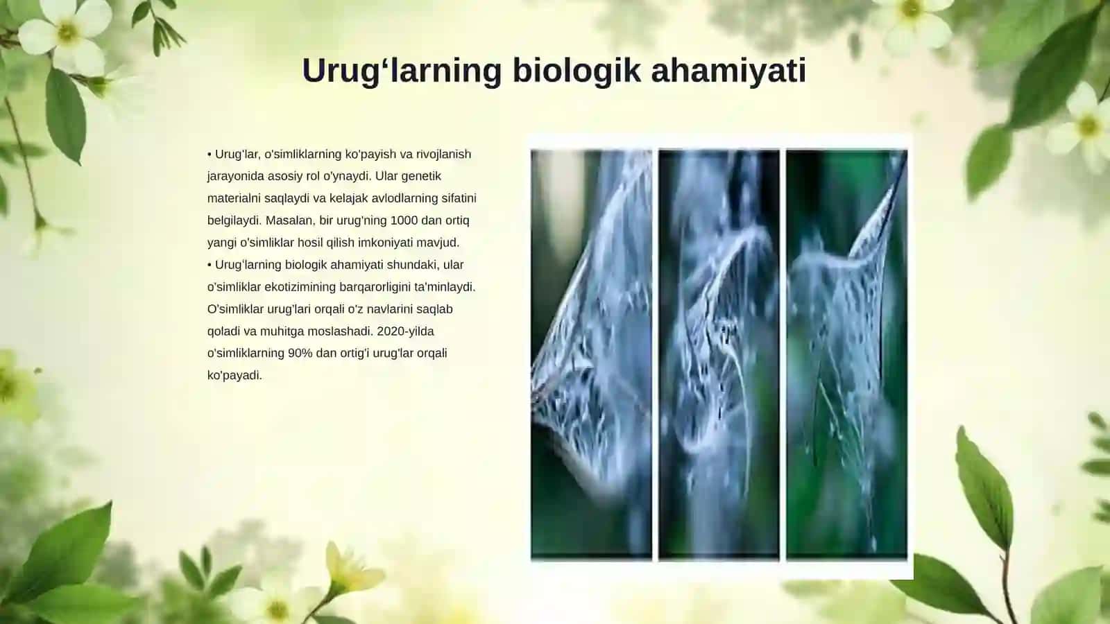 Urugʻ va mevalarning inson hayotidagi tutgan o'rni 3