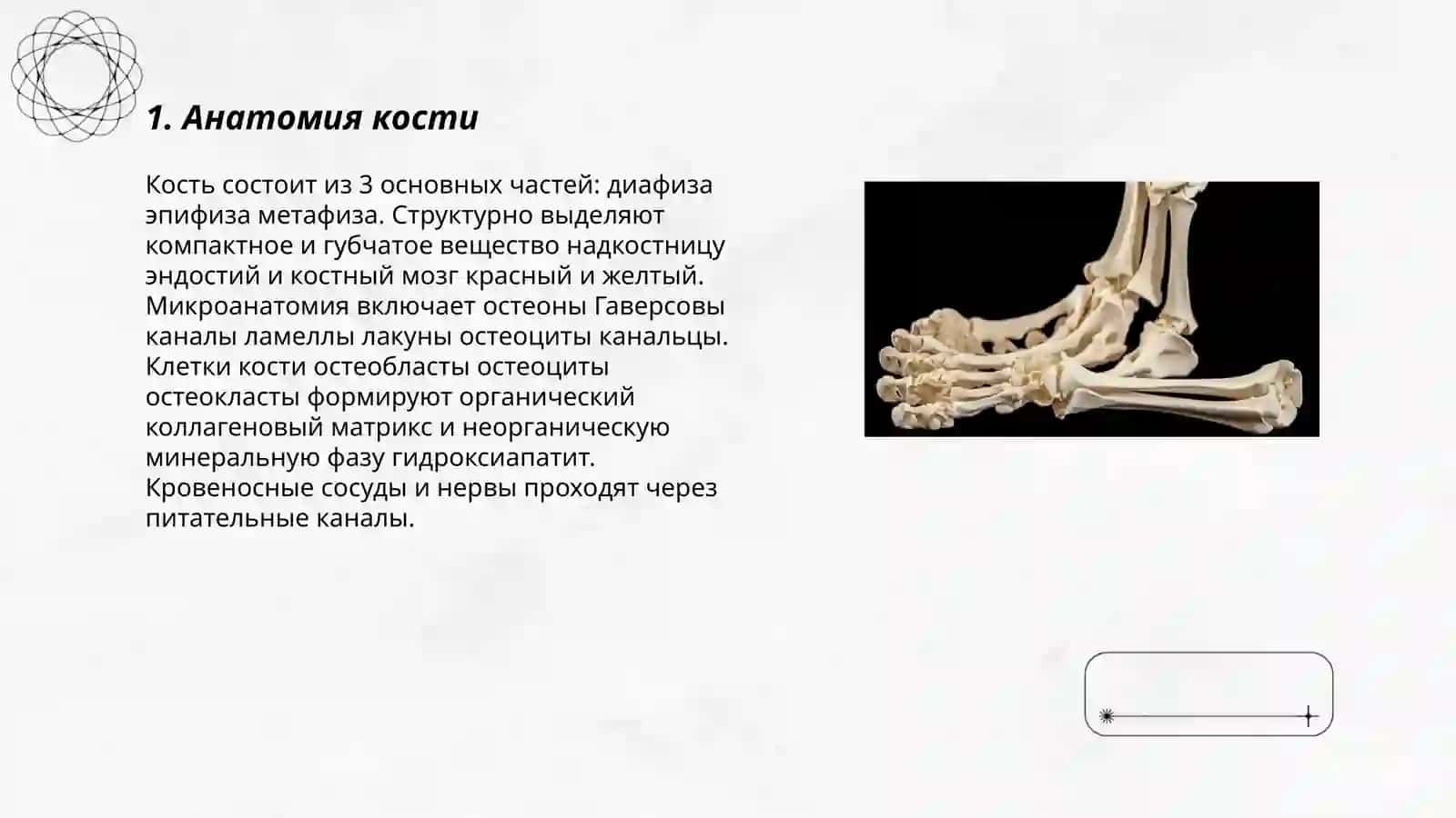 Кость 3