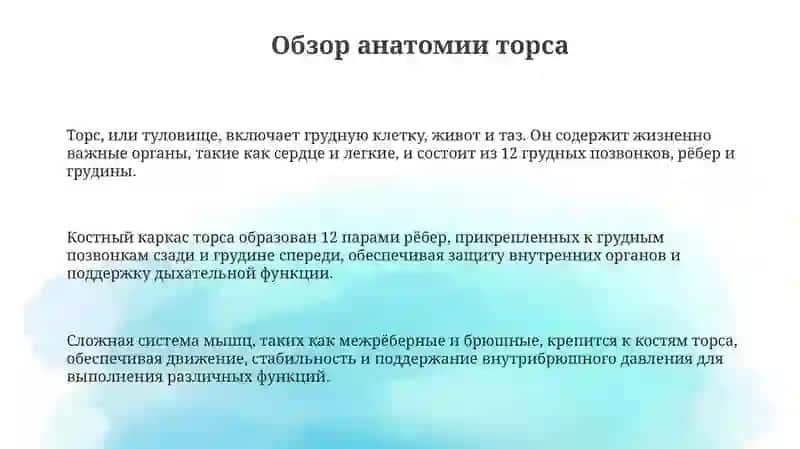 Презентация "Скелет туловища" 3