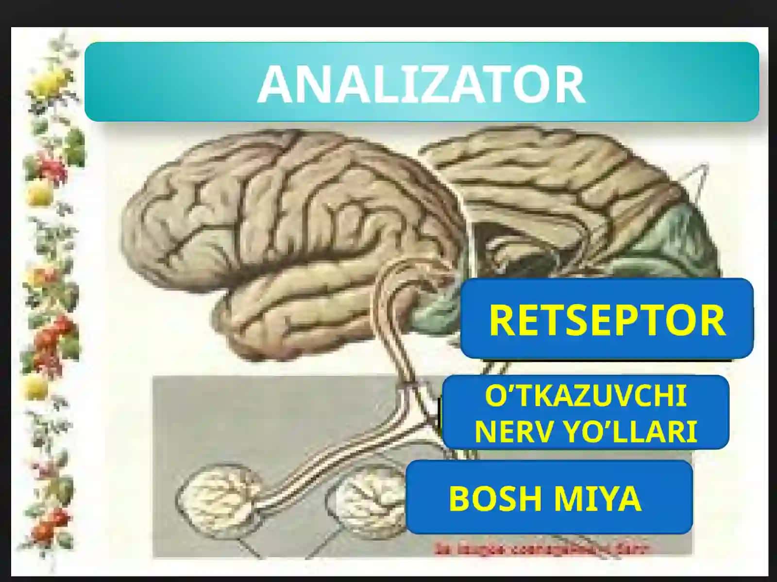 SEZGI A’ZOLARINING MORFOFUNKSIONAL XUSUSIYATLARI 3