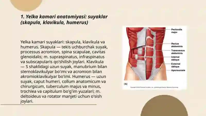 Yelka kamari va yelka mushaklari mavzusida slayd qiber 3