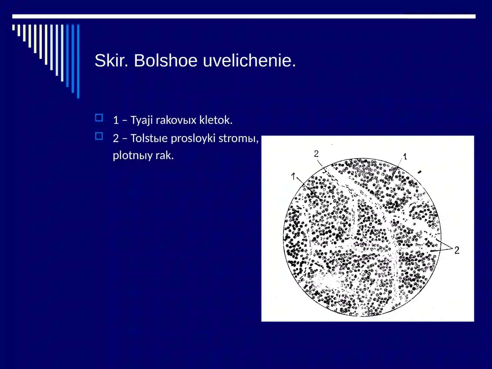 Gistopatologiya asoslari 3