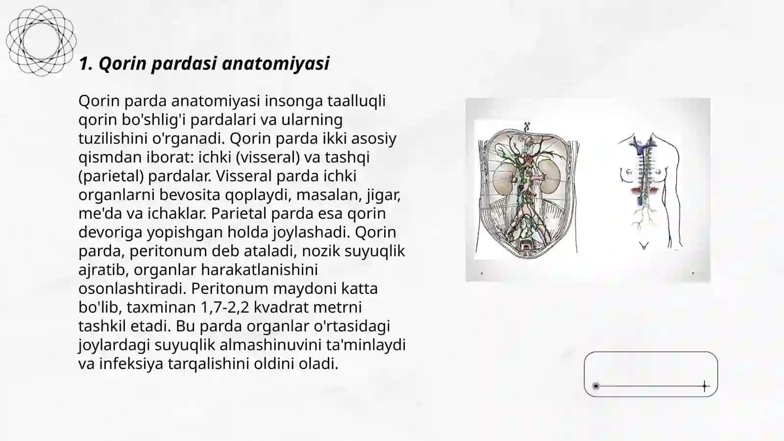 Qorin parda anatomiyasi 3