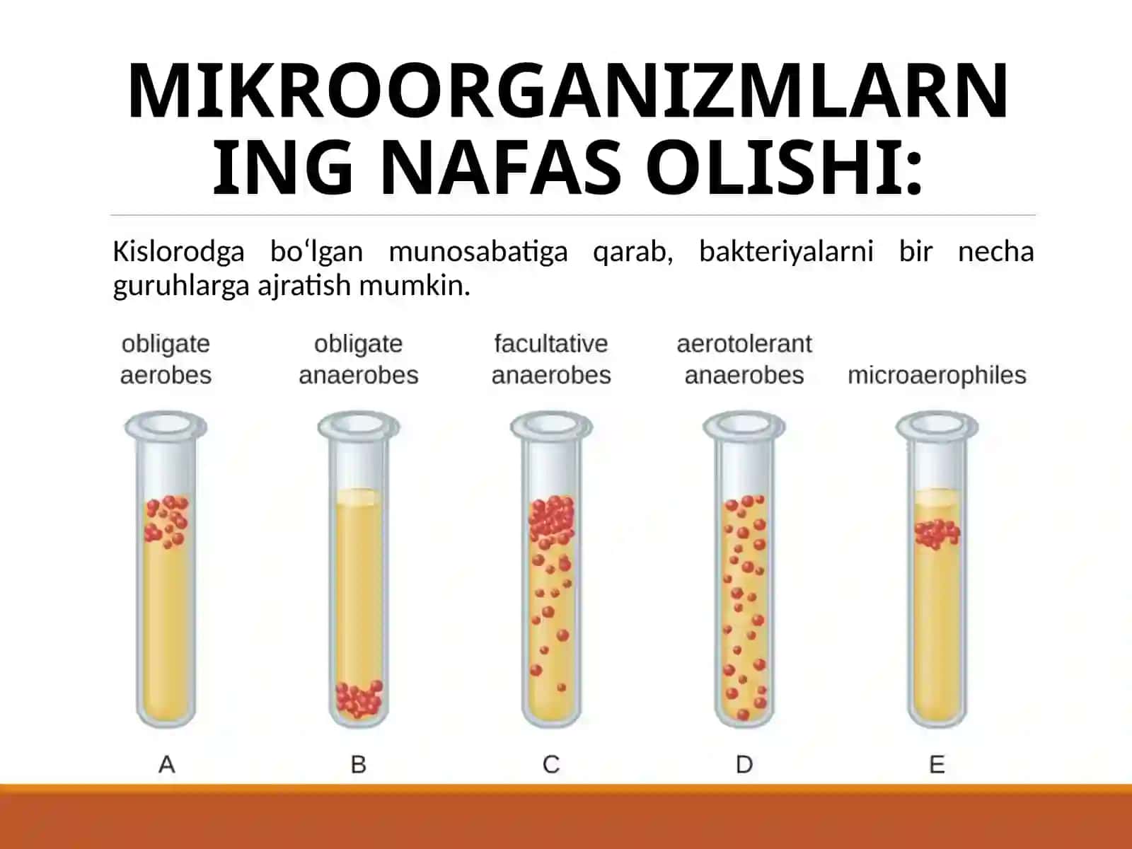 Bakteriyalarning fiziologiyasi 3
