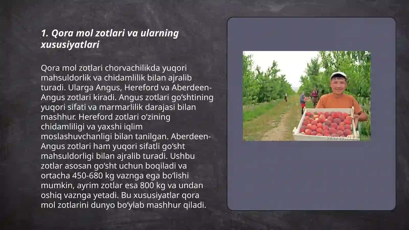 Fermer xoʻjaligida qora mollar yetishtirilishi 3