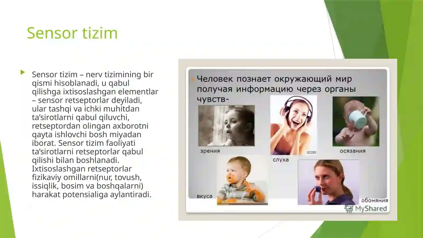 Ko’ruv analizatori fiziologiyasi 3