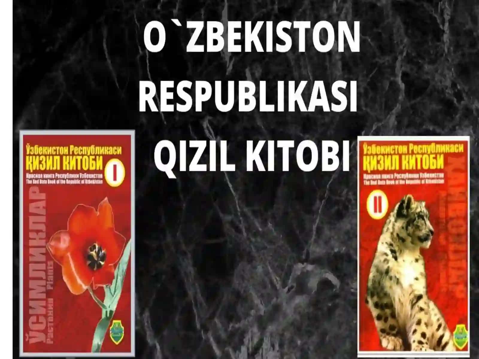 Oʻzbekiston suv havzalarida ovlanadigan baliqlar 3