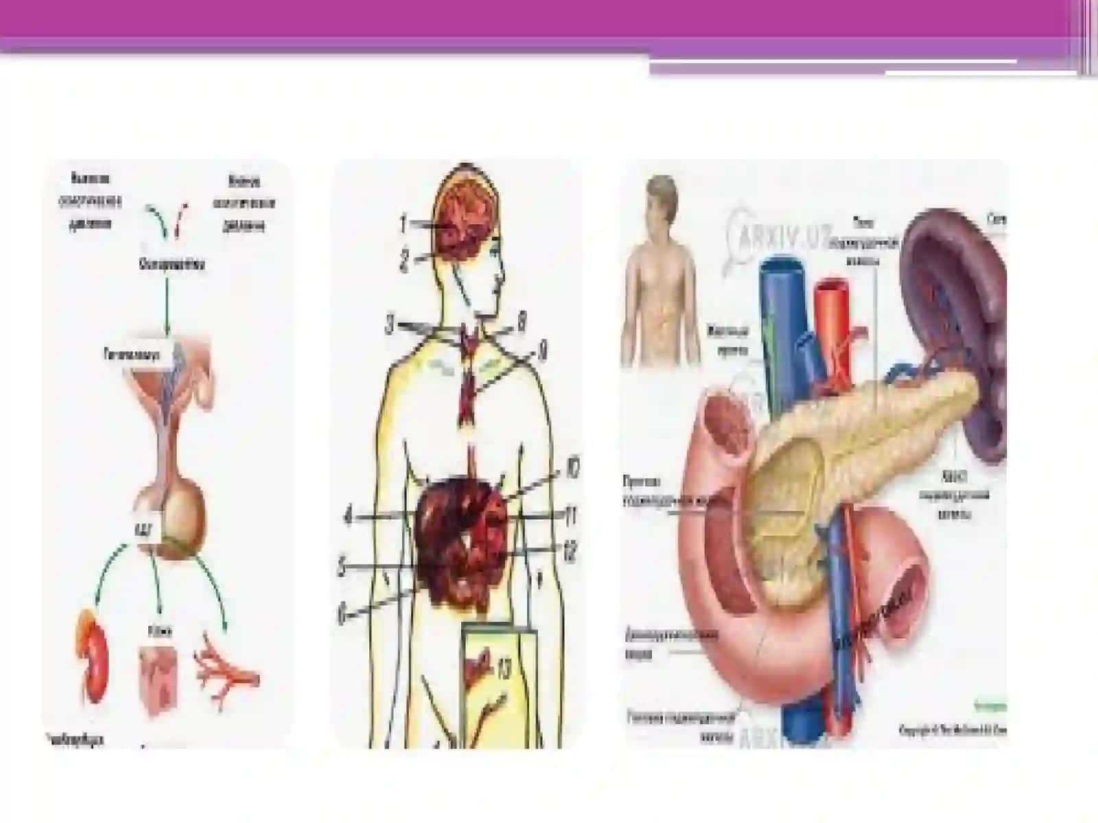Operativ xirurgiya va topografik anatomiyada semizlik xirurgiyasi. Bariat ara technologiyalari 3