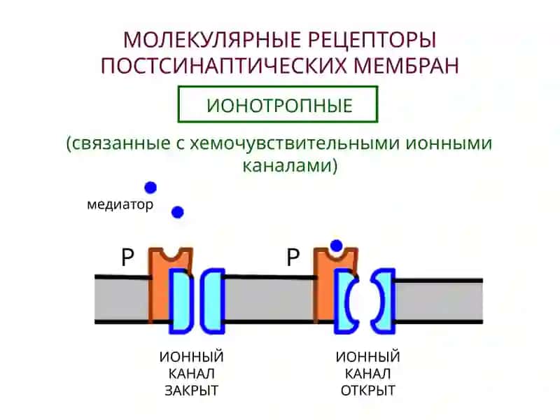 НЕЙРОМЕДИАТОРЫ 3