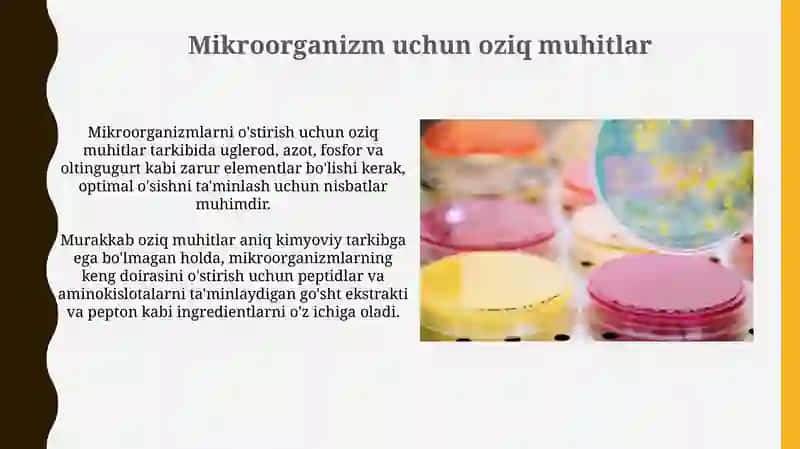 Mikroorganizmalar uchun oziq muhitlar. Sof kultura ajratish 3