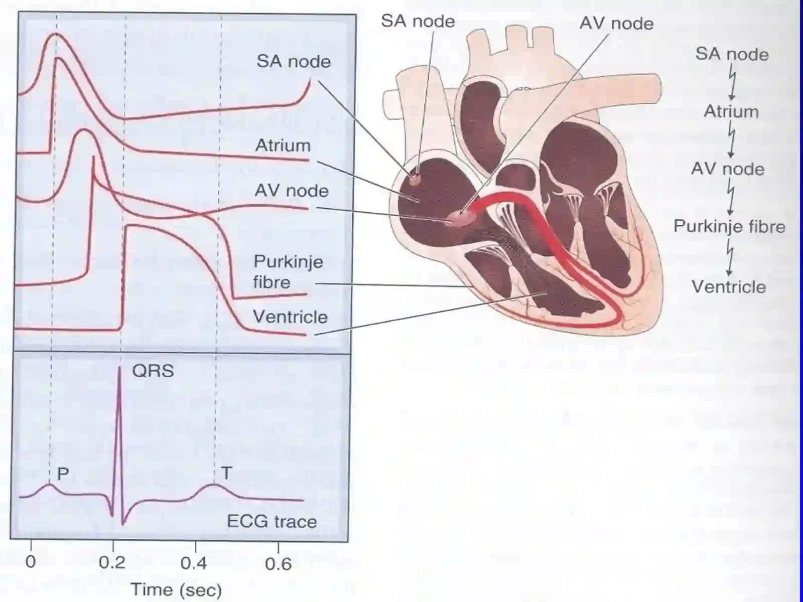 Antiarrhythmic Drugs 3