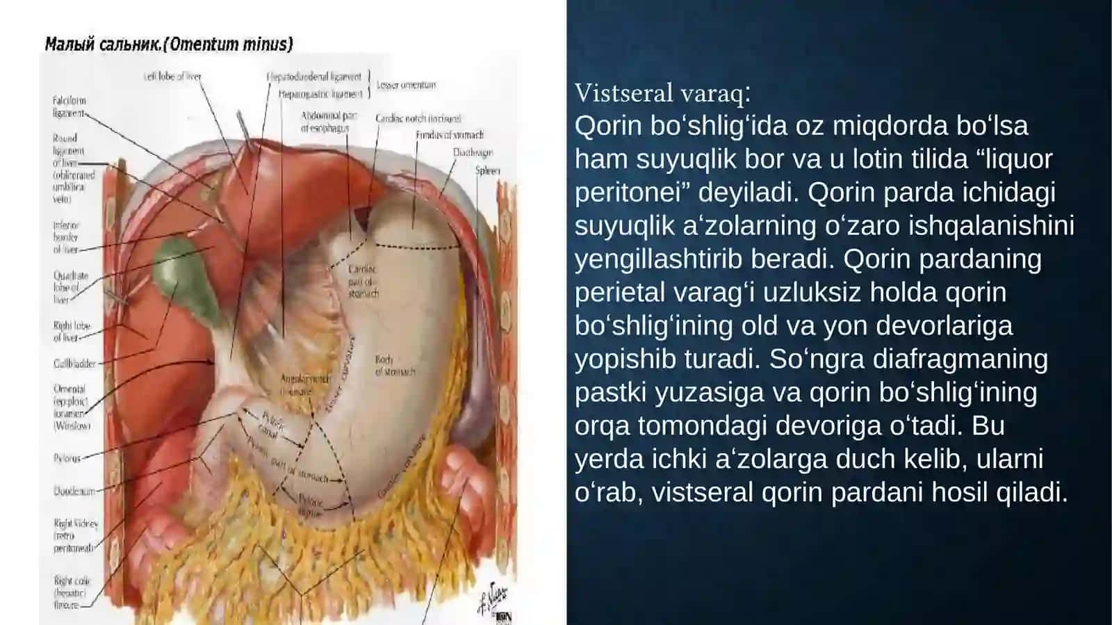 Qorinpardaningklinikanatomiyasi 3