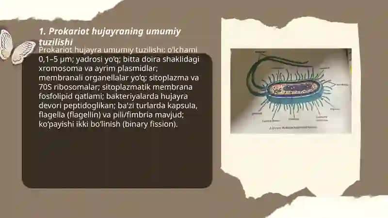 Prokariot hujayralaring tuzilishi 3