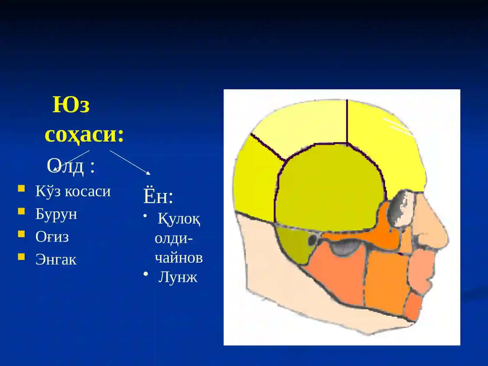 БОШНИНГ КЛИНИК АНАТОМИЯСИ 3
