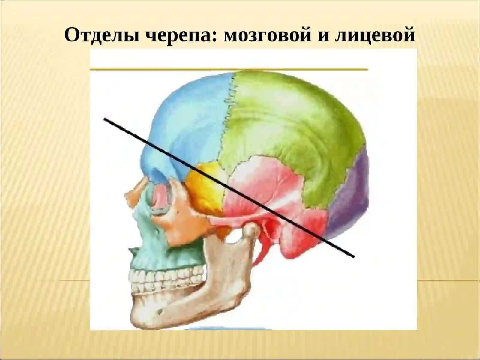Скелет головы – череп (cranium) 3