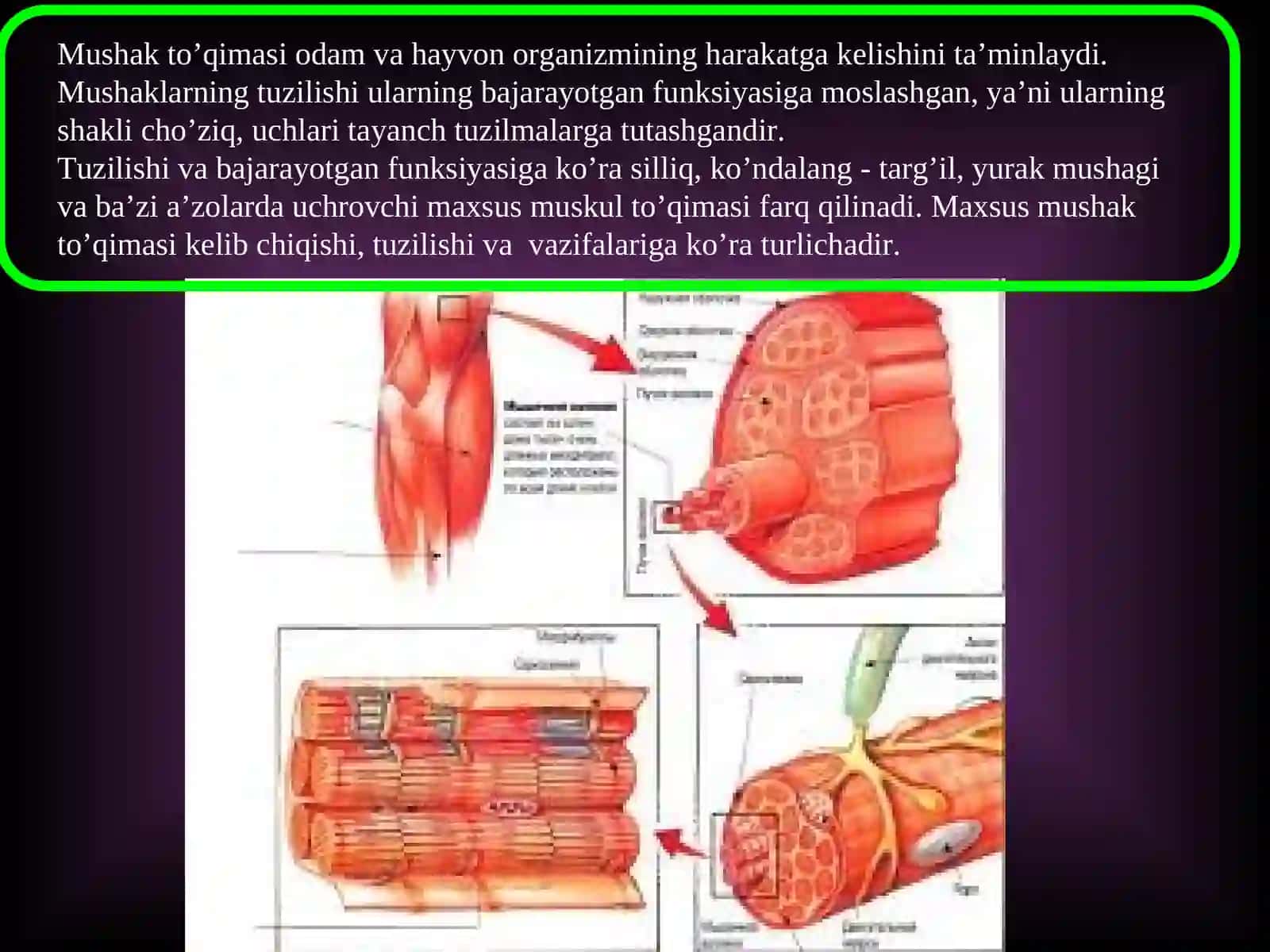 "Odam anatomiyasi va fiziologiyasi" Muskullarning anatomo-gistologik tuzilishi mavzusiga tayyorlagan taqdimoti 3