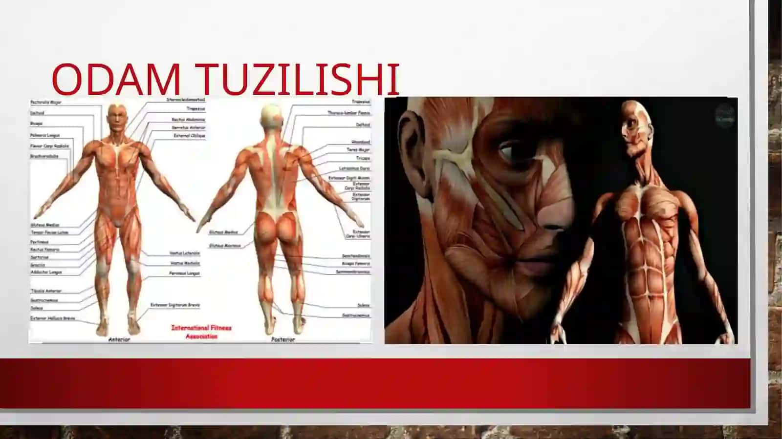 3-sinf Tabiatshunoslik fanidan Odam tanasi, terisi va skeleti dars taqdimoti 3