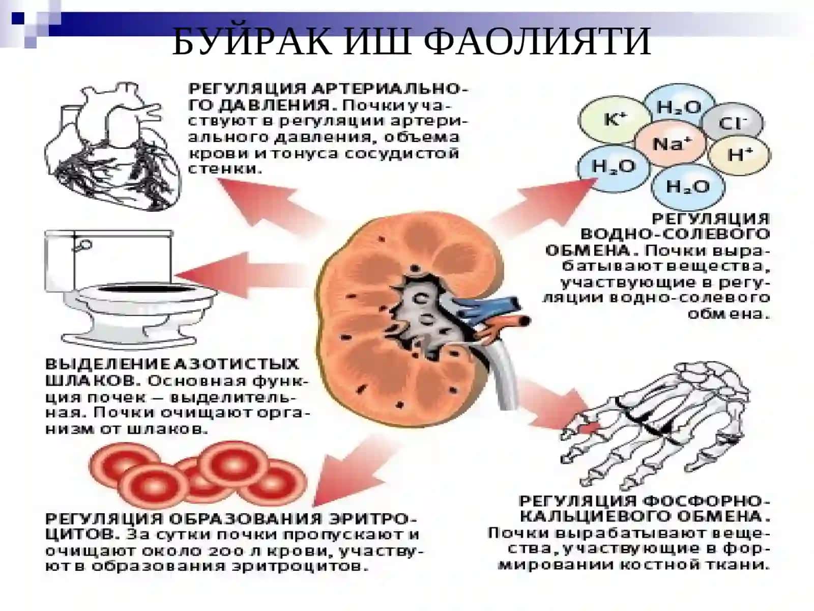 Гломерулонефри́т 3