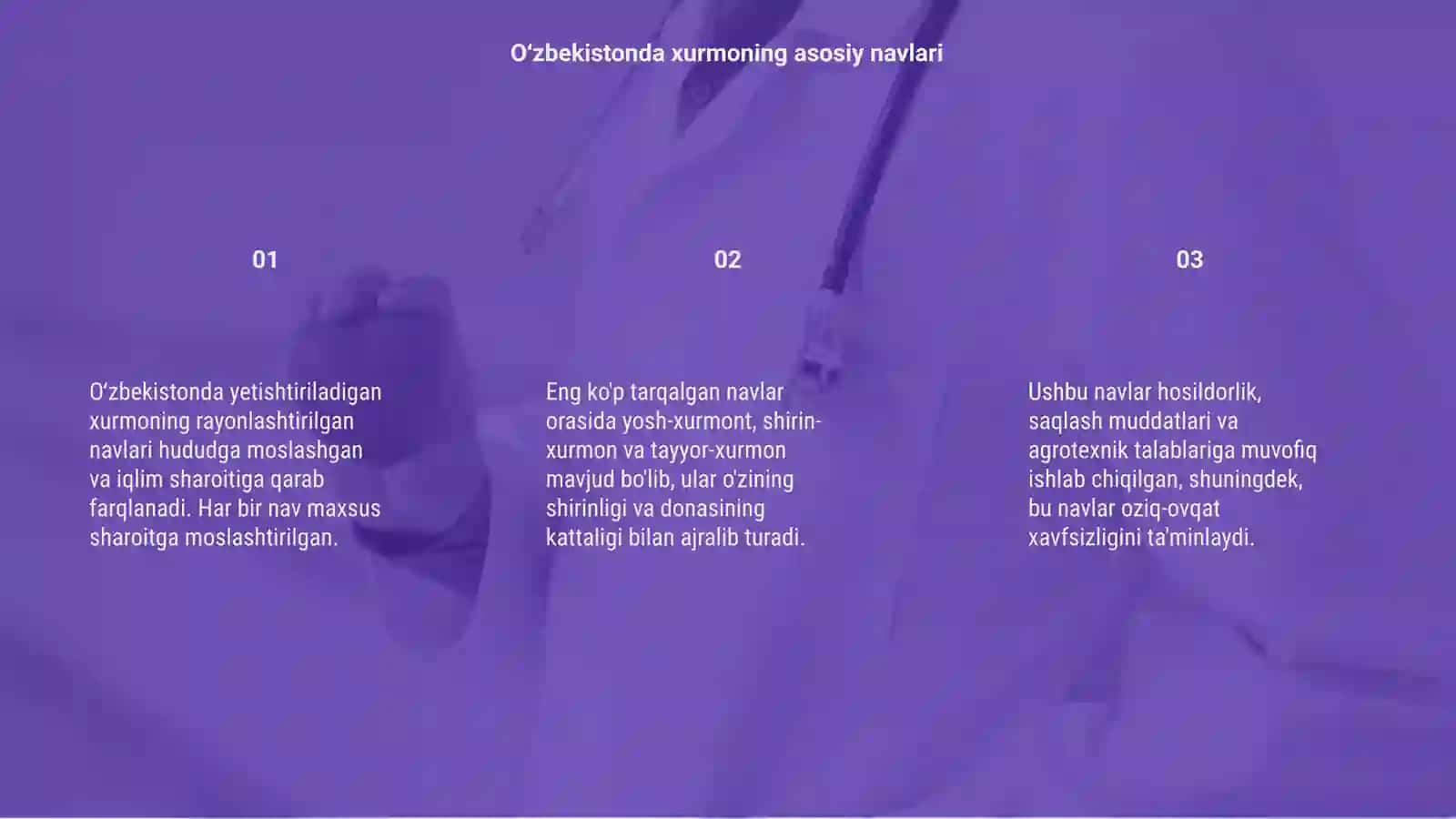 Oʻzbekistonda yetishtiriladigan xurmoning rayonlashtirilgan navlariga tavsif berish 3