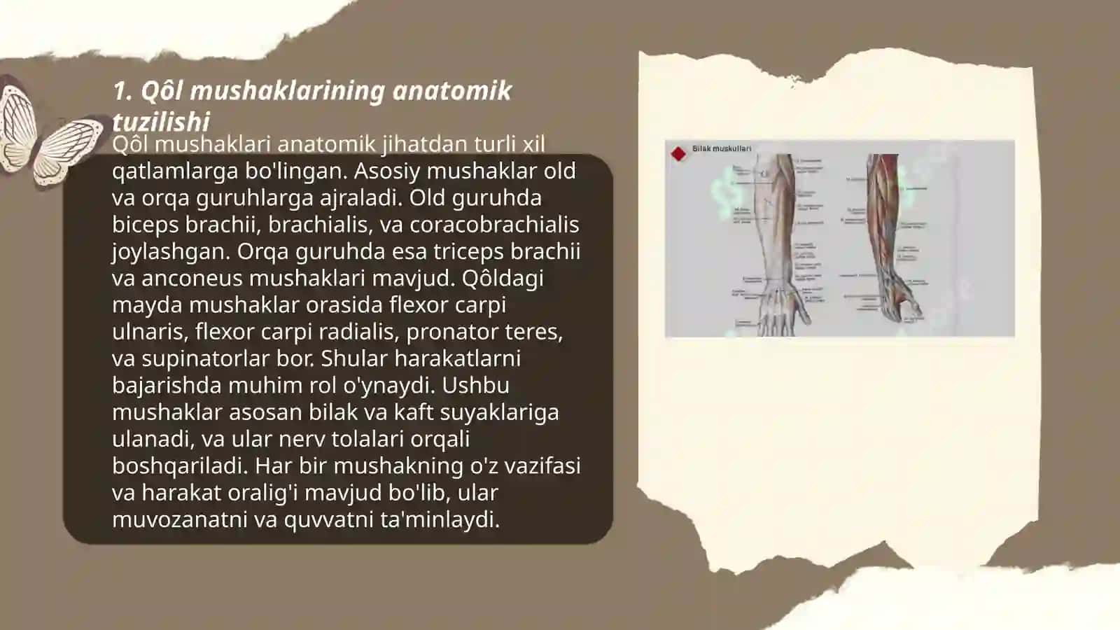 Qôl mushaklari tuzilishi 3