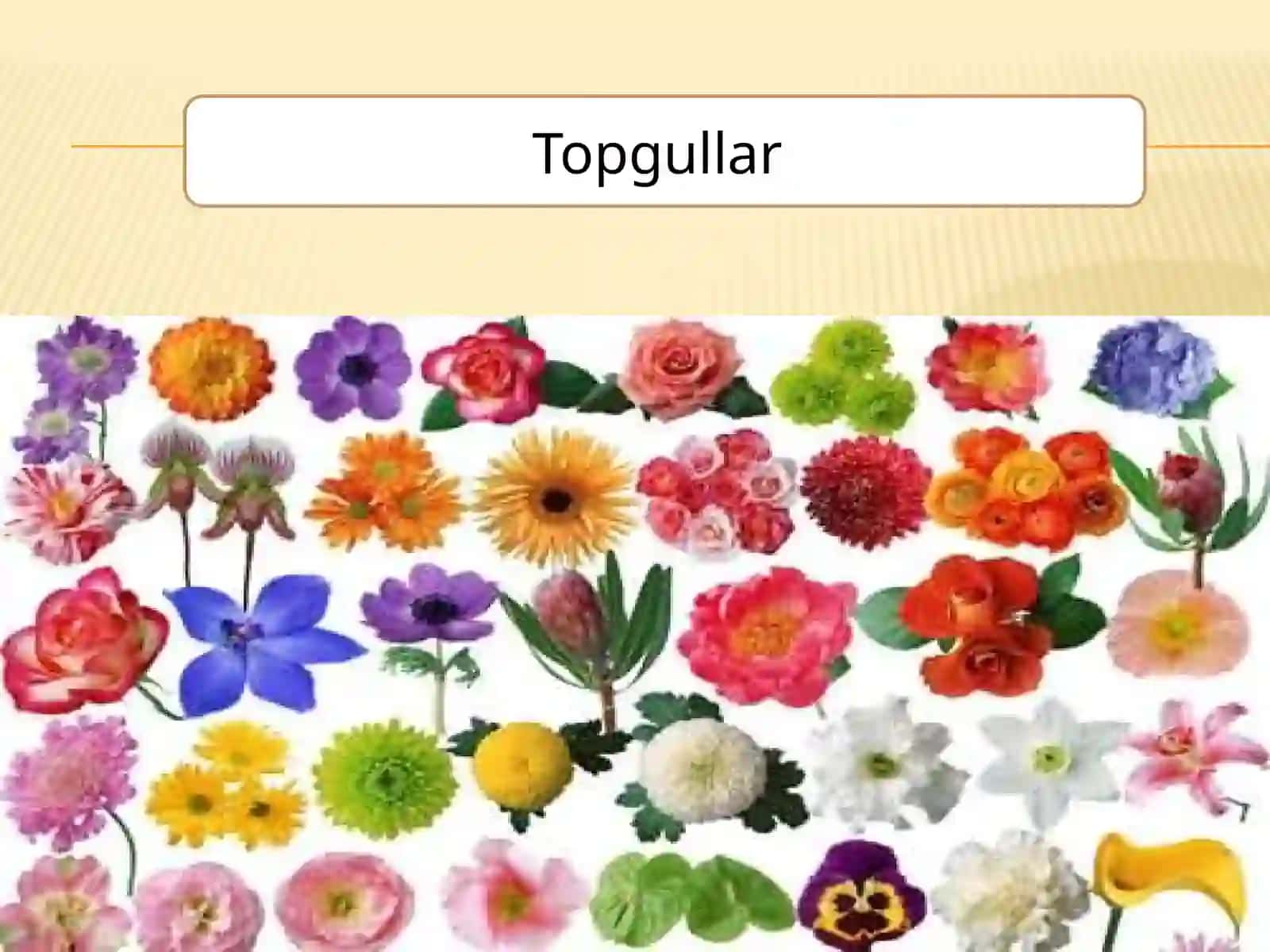Oddiy va murakkab to'pgullar 3