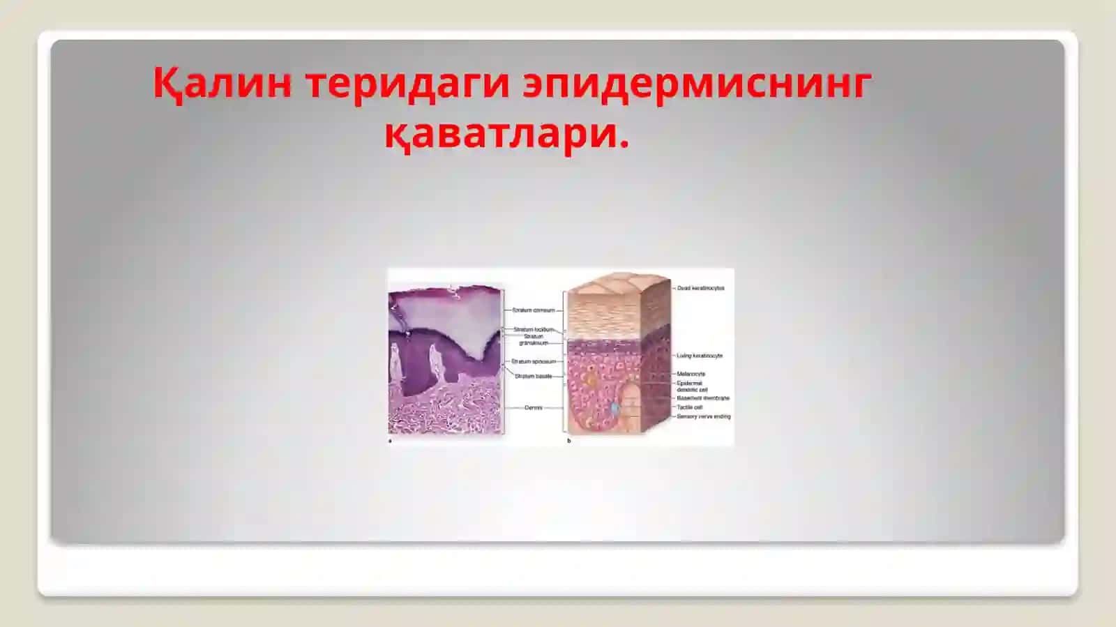 Тери эпидермисининг тузилиши 3