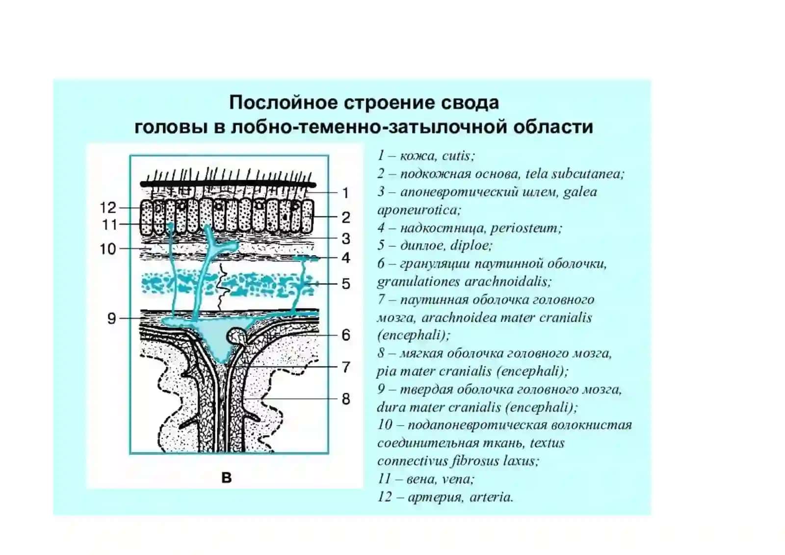 БОЛАЛАР ВА КАТТАЛАРДА КАЛЛА СОҲАСИ ЮЗ ҚИСМИ КЛИНИК АНАТОМИЯСИ 3