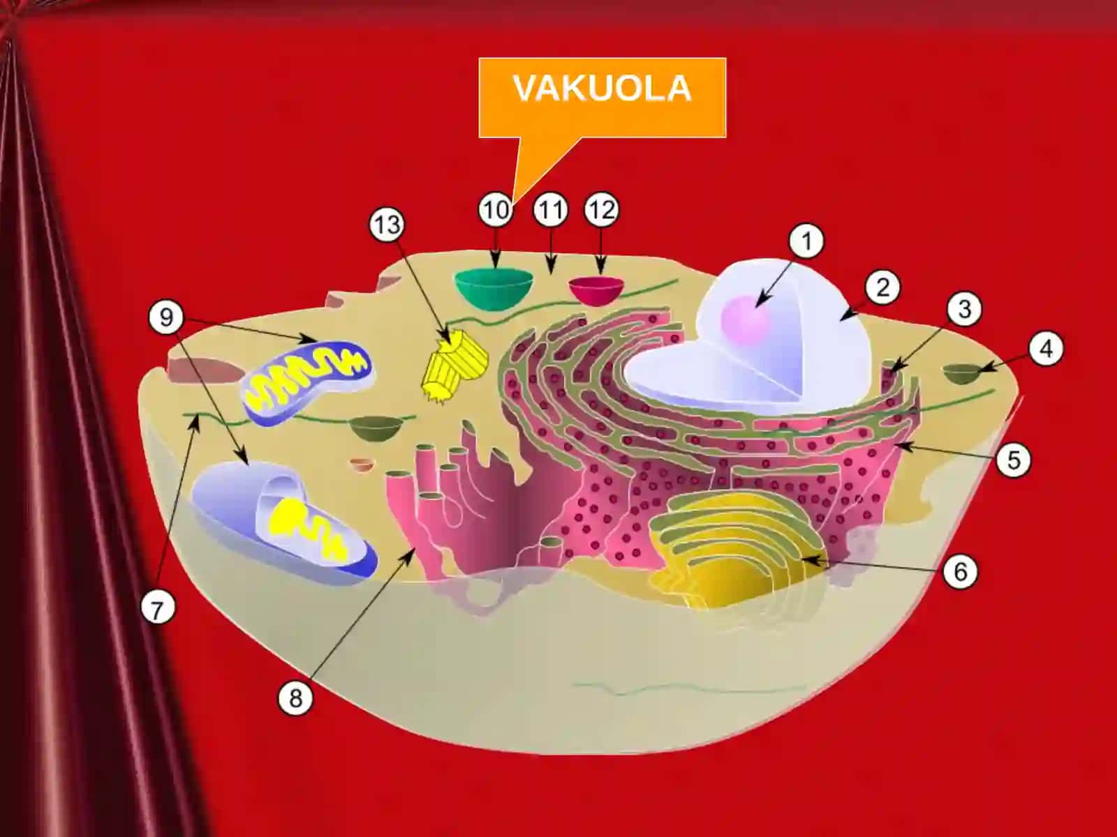 Vakuolaning tuzilishi 3
