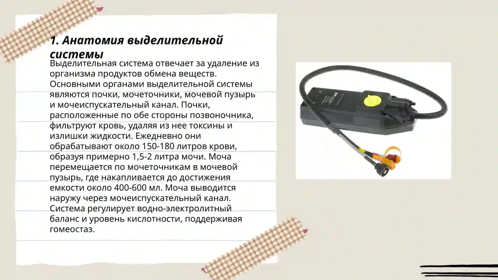 Выделительная система. Общая характеристика дыхания, пищеварительной системы 3
