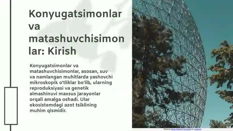 Konyugatsimonlar va Matashuvchisimonlar 3