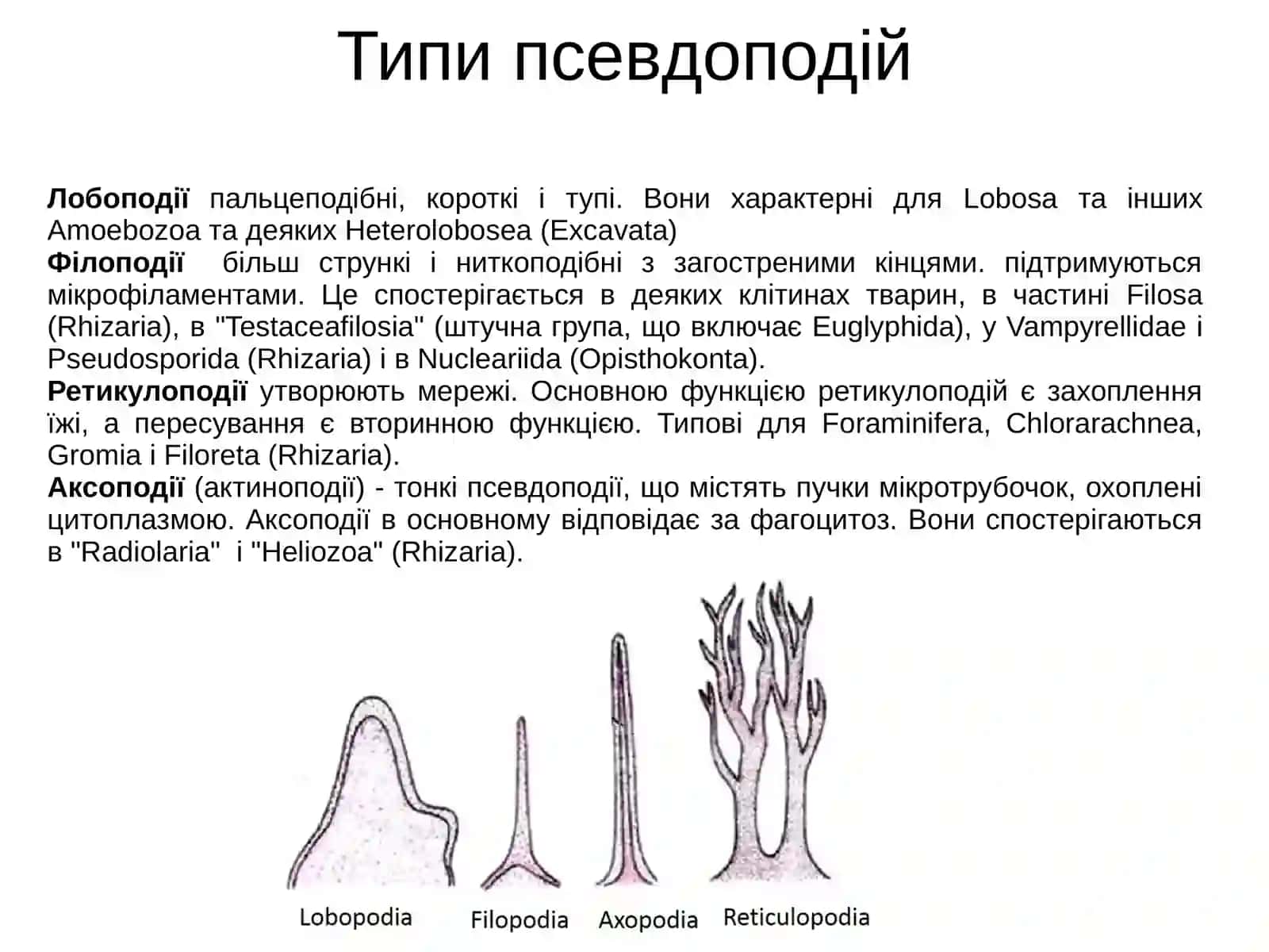 DIAPHORETIKES(=Bikonta) 3