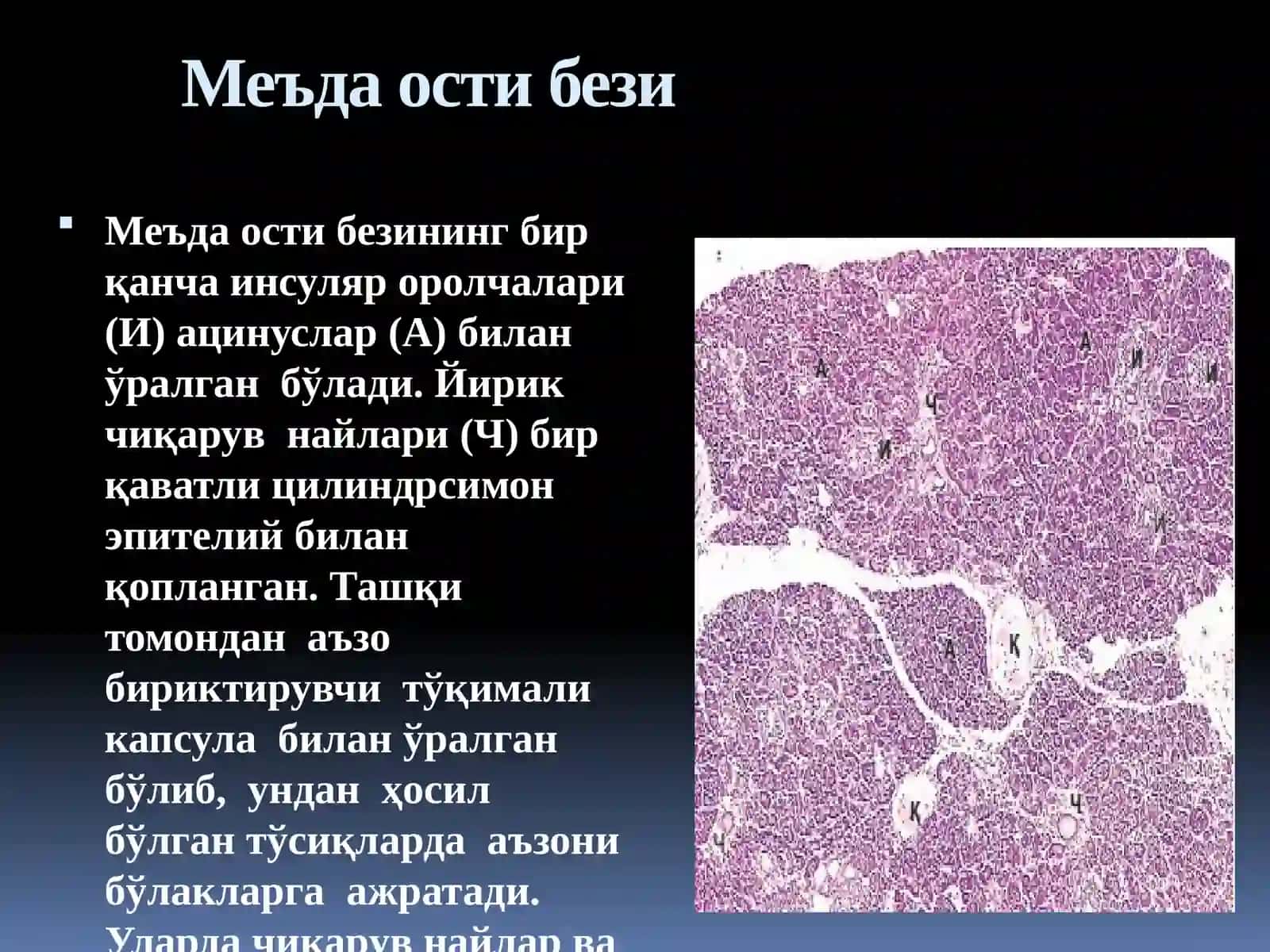 Меъда ости бези 3