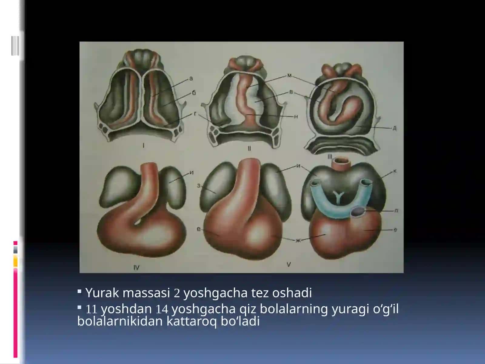 BOLALARDA YURAK-QON TOMIR TIZIMINING ANATOMO-FIZIOLOGIK XUSUSIYATLARI 3