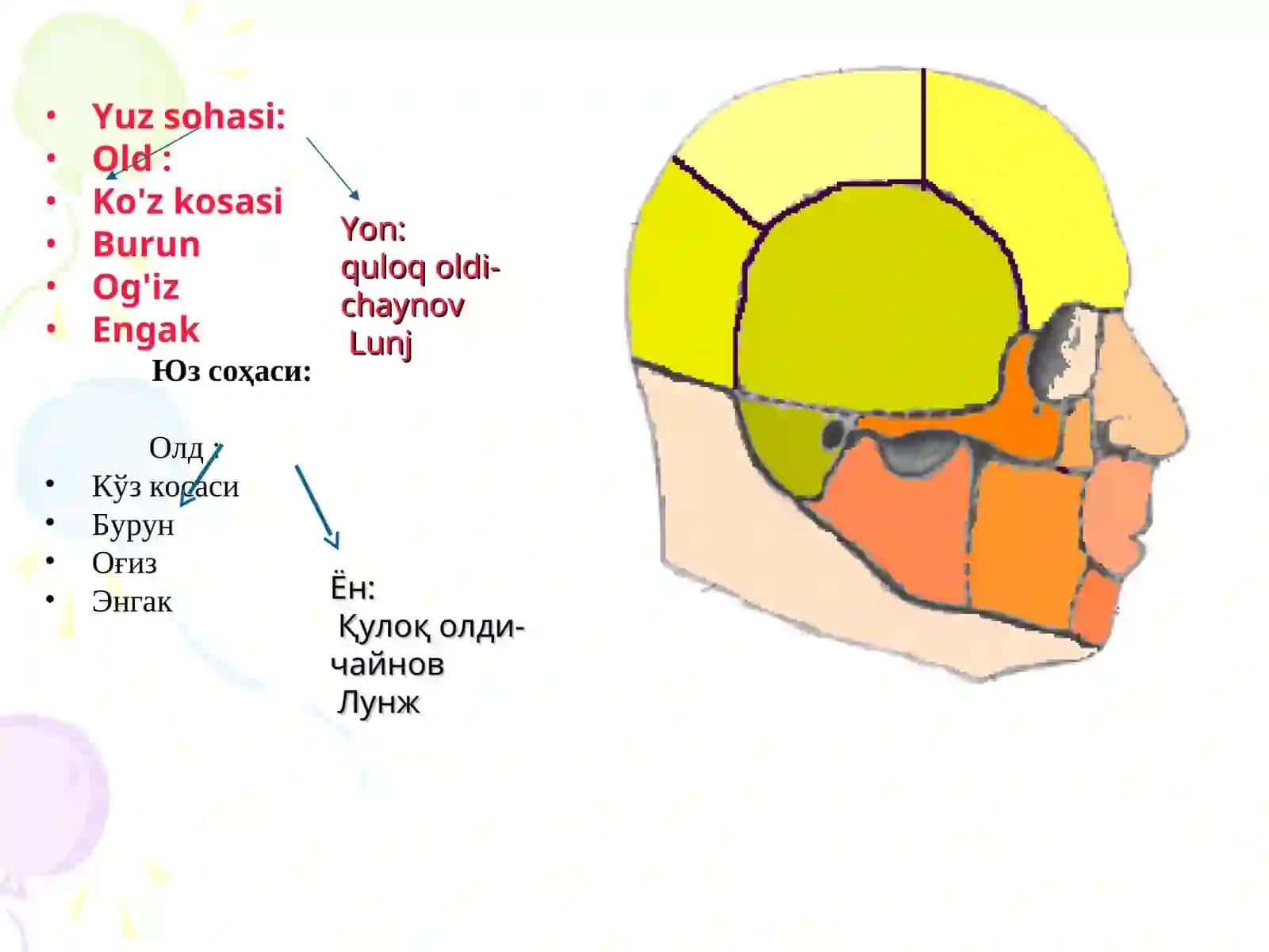 KALLA VA BOSh MIYaNING JARROhLIK ANATOMIYASI 3