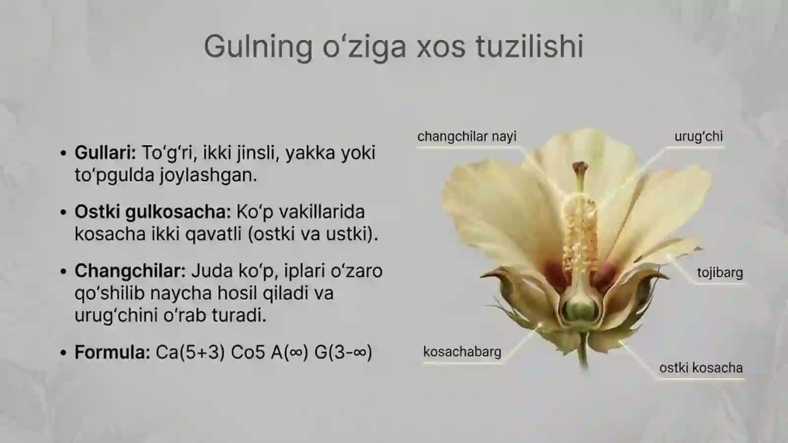 Gulxayridoshlar oilasi 3