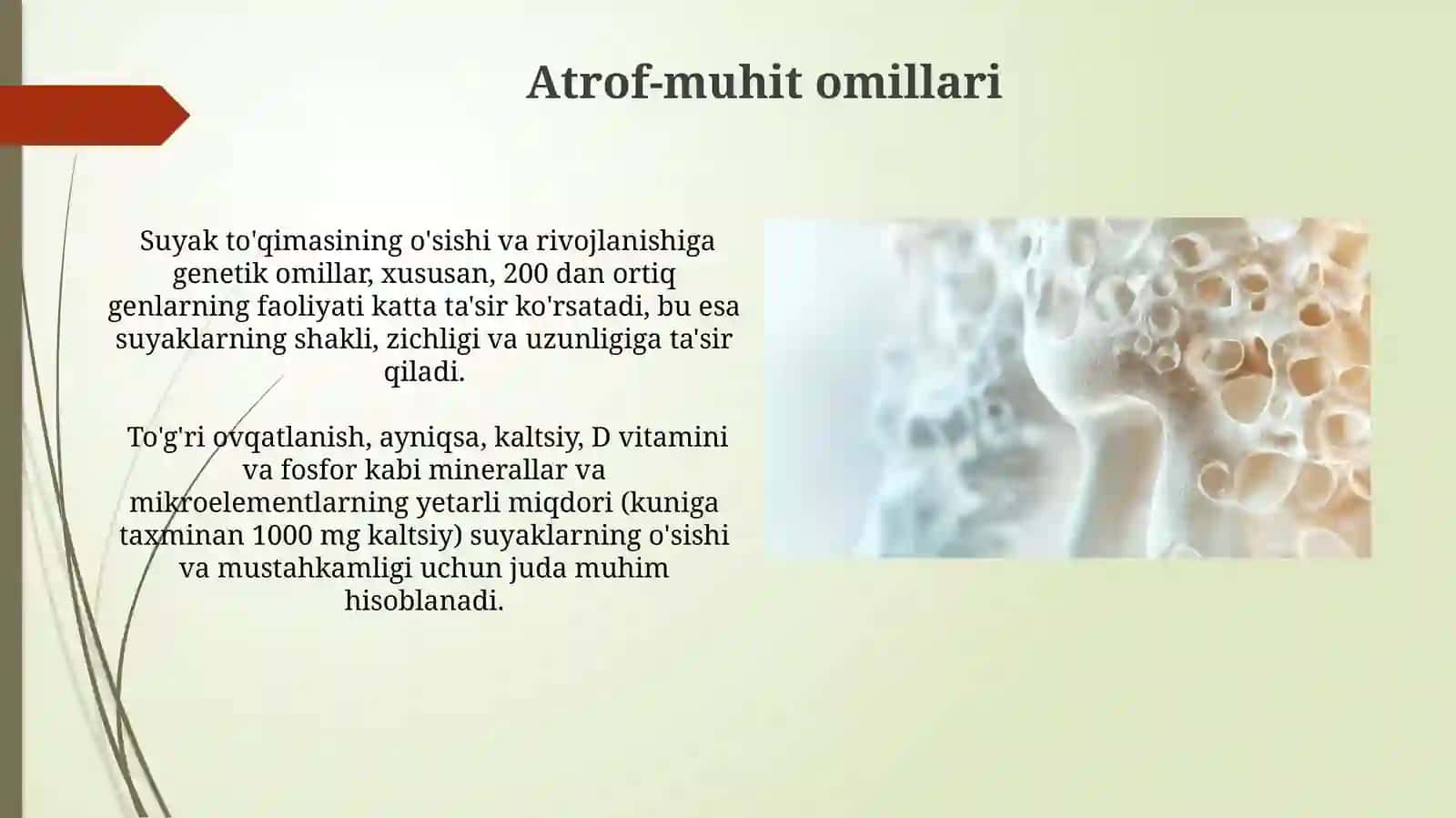 Suyaklarning ôsish va rivojlanishiga tasir etuvchi omillar 3