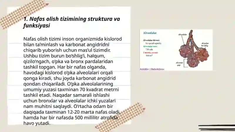 Nafas olish tizimining struktura va funksiyasi 3