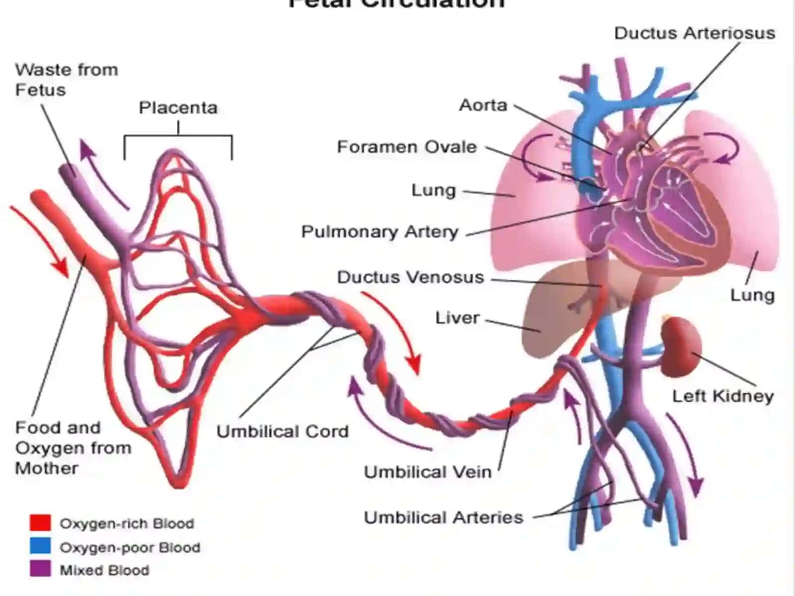 Aorta, tashqiva ichki uyquatrteriyasi 3