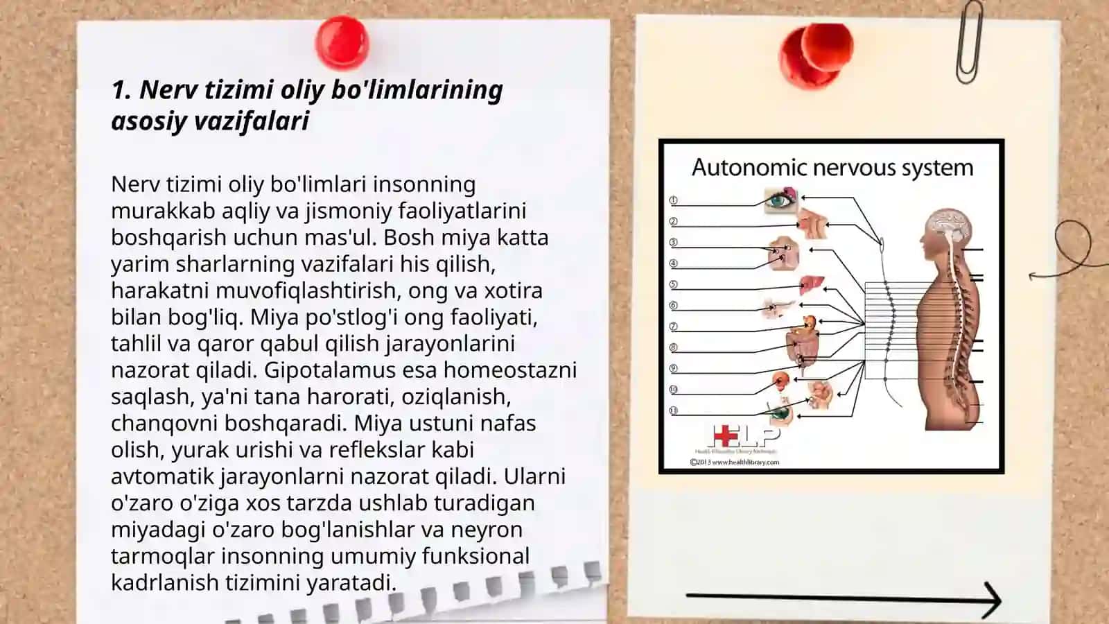 Nerv tizimi oliy bo'limlarining asosiy vazifalari 3