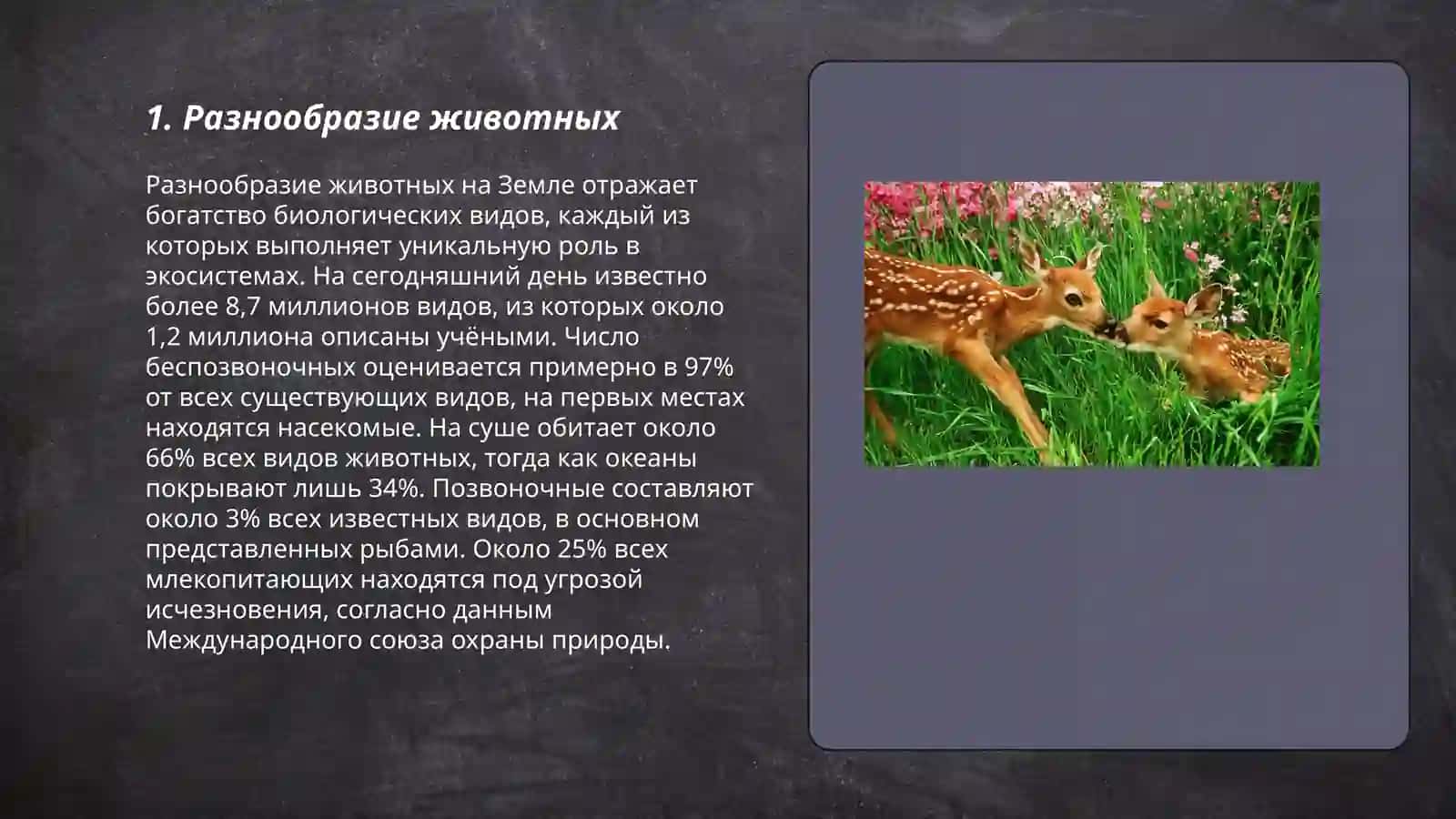 Animals 3