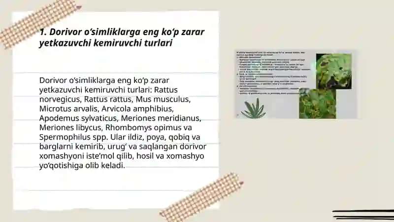 Dorivor o‘simliklarning kemiruvchi zararkunandalari 3